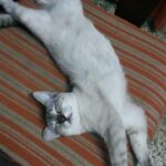 IMG-20170112-WA0010 (Copiar)